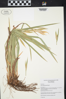 Carex latebracteata image