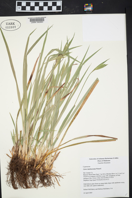 Carex latebracteata image