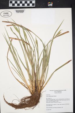 Carex latebracteata image