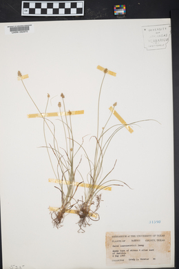 Carex leavenworthii image