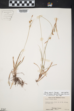 Carex meadii image