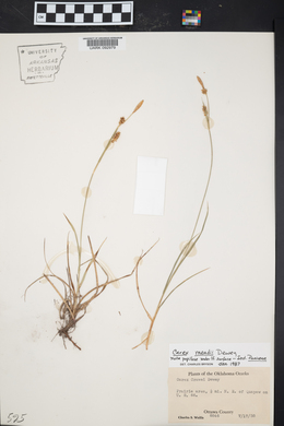 Carex meadii image