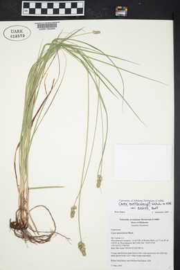 Carex muehlenbergii var. enervis image