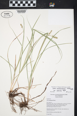 Carex muehlenbergii var. enervis image