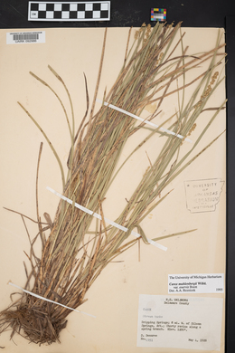 Carex muehlenbergii var. enervis image