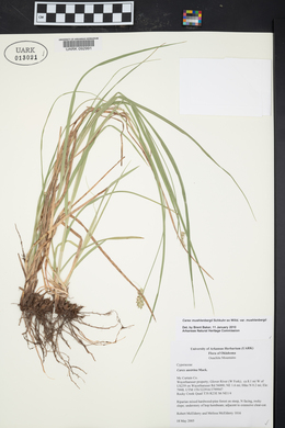 Carex austrina image