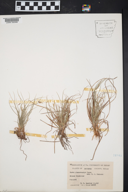 Carex planostachys image