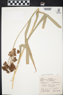 Scirpus pallidus image