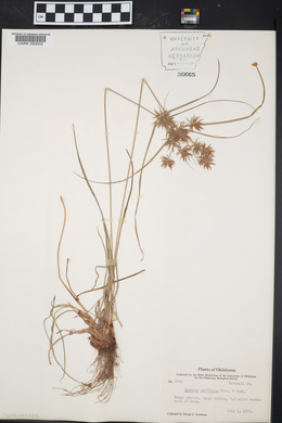 Cyperus retroflexus image