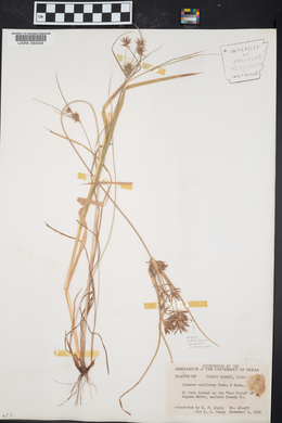 Cyperus retroflexus image