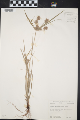 Cyperus retroflexus image