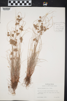 Cyperus retroflexus image