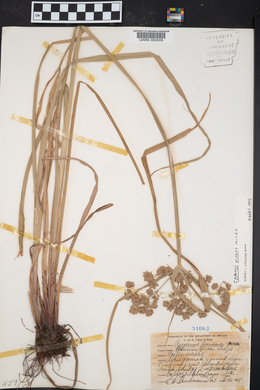 Cyperus virens image