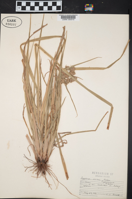 Cyperus virens image