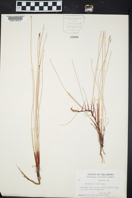 Eleocharis erythropoda image