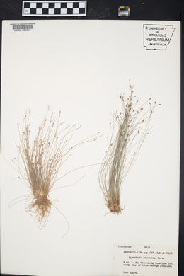 Eleocharis microcarpa image