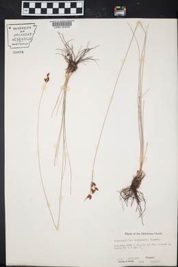 Fimbristylis drummondii image