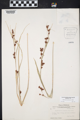 Rhynchospora glomerata image