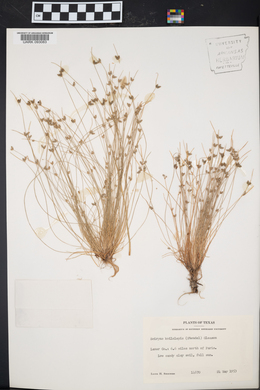 Isolepis carinata image