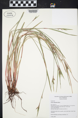 Scleria oligantha image