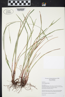 Scleria oligantha image