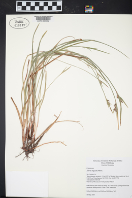 Scleria oligantha image