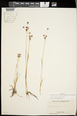 Luzula bulbosa image