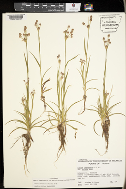 Luzula bulbosa image