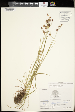 Luzula bulbosa image