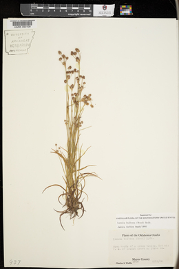 Luzula bulbosa image