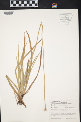 Eriocaulon decangulare image