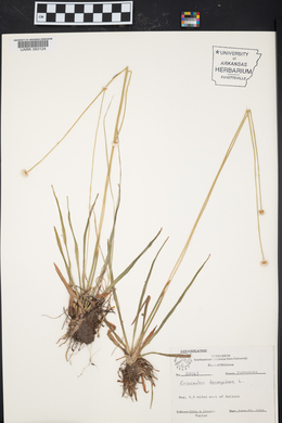 Eriocaulon decangulare image