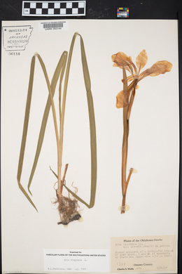 Iris virginica image