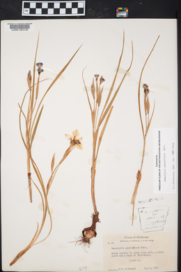 Nemastylis geminiflora image