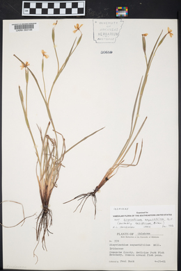 Sisyrinchium ensigerum image