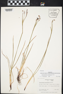 Sisyrinchium atlanticum image