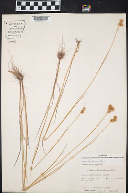 Juncus brachycarpus image