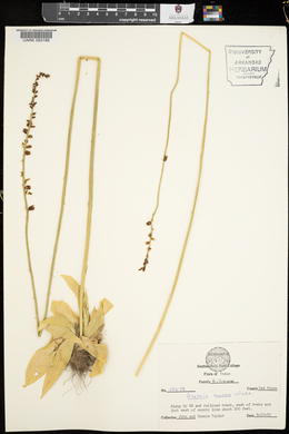 Aletris aurea image
