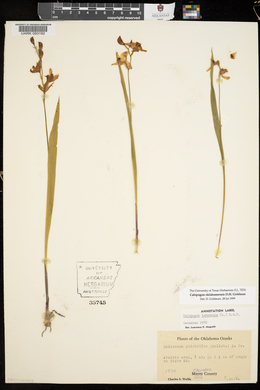 Calopogon oklahomensis image