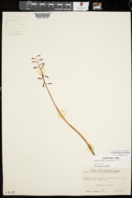 Corallorhiza wisteriana image