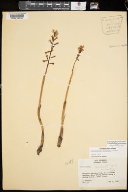 Corallorhiza wisteriana image