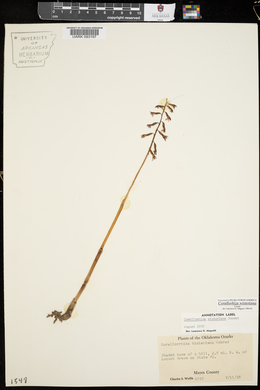 Corallorhiza wisteriana image