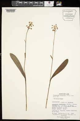 Platanthera clavellata image