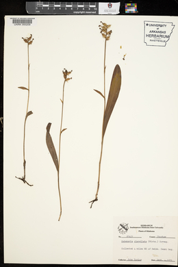 Platanthera clavellata image