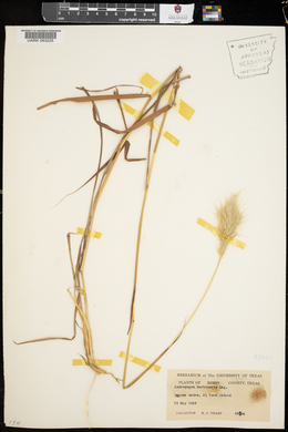 Bothriochloa barbinodis image