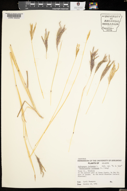 Bothriochloa ischaemum image