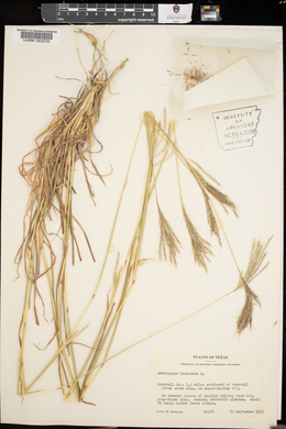 Bothriochloa ischaemum image