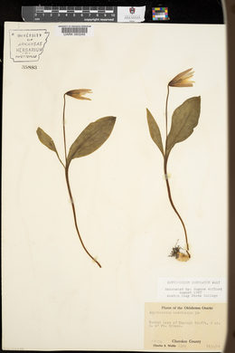 Erythronium rostratum image