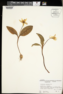 Erythronium rostratum image