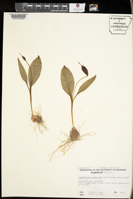 Erythronium rostratum image